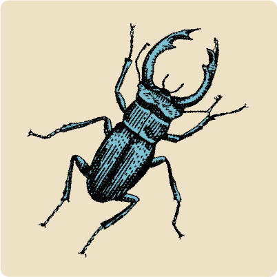 Illustrated stag beetle